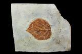 Detailed Fossil Leaf (Davidia) - Montana #92602-1
